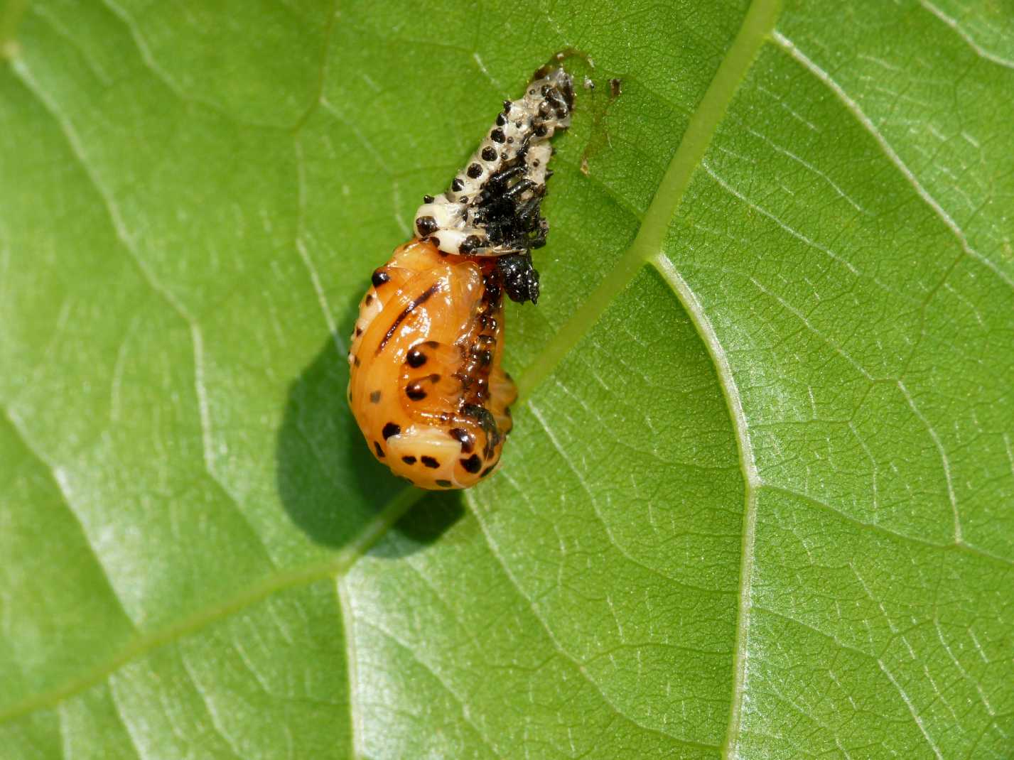 Chrysomela populi